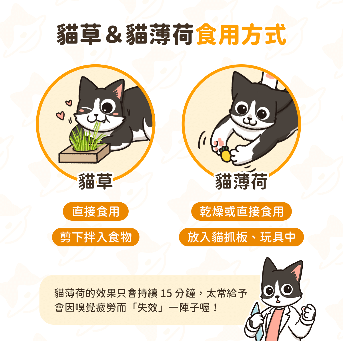 知識教室 貓草 貓薄荷有什麼差別 作用機制及餵食方式全指南