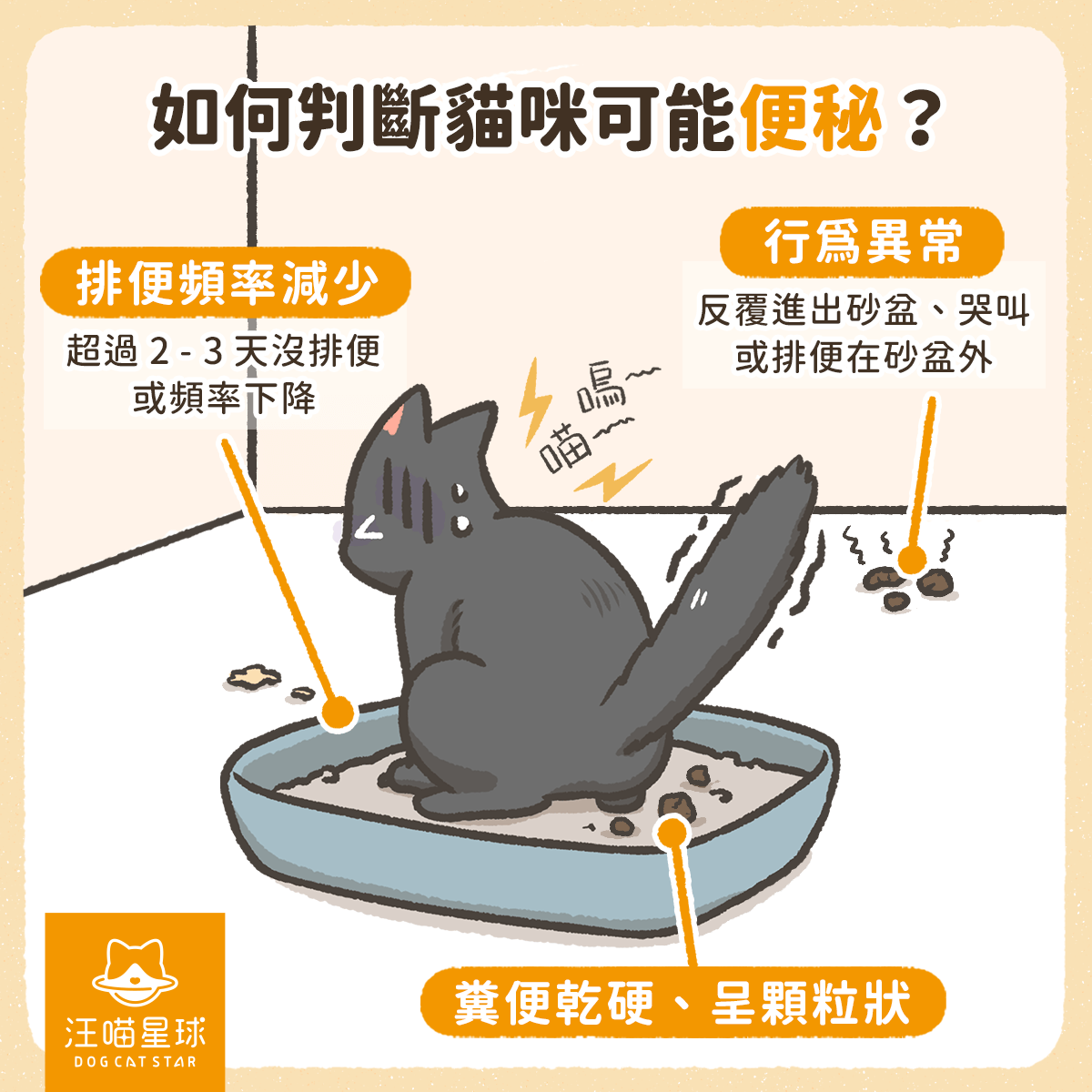不可小看的「 貓便秘」！貓便秘怎麼辦？ - 汪喵星球
