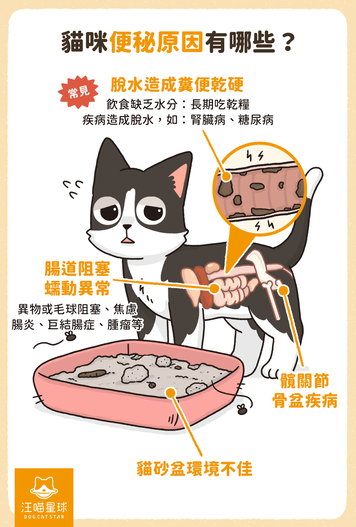 不可小看的「 貓便秘」！貓便秘怎麼辦？ - 汪喵星球