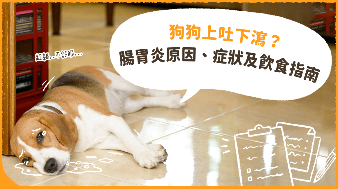 狗狗腸胃炎多久會好 症狀 治療 飲食要點全指南