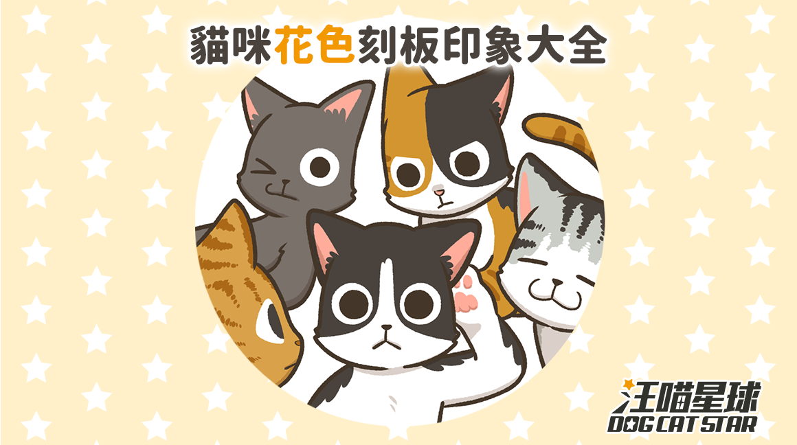 犬貓冷知識 貓咪花色刻板印象大全 汪喵星球
