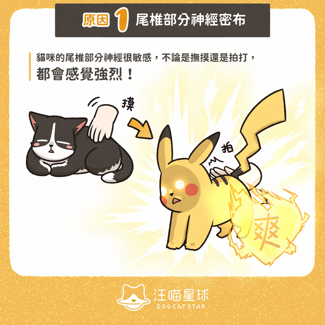 犬貓冷知識 沒有一隻貓不愛拍屁屁 汪喵星球