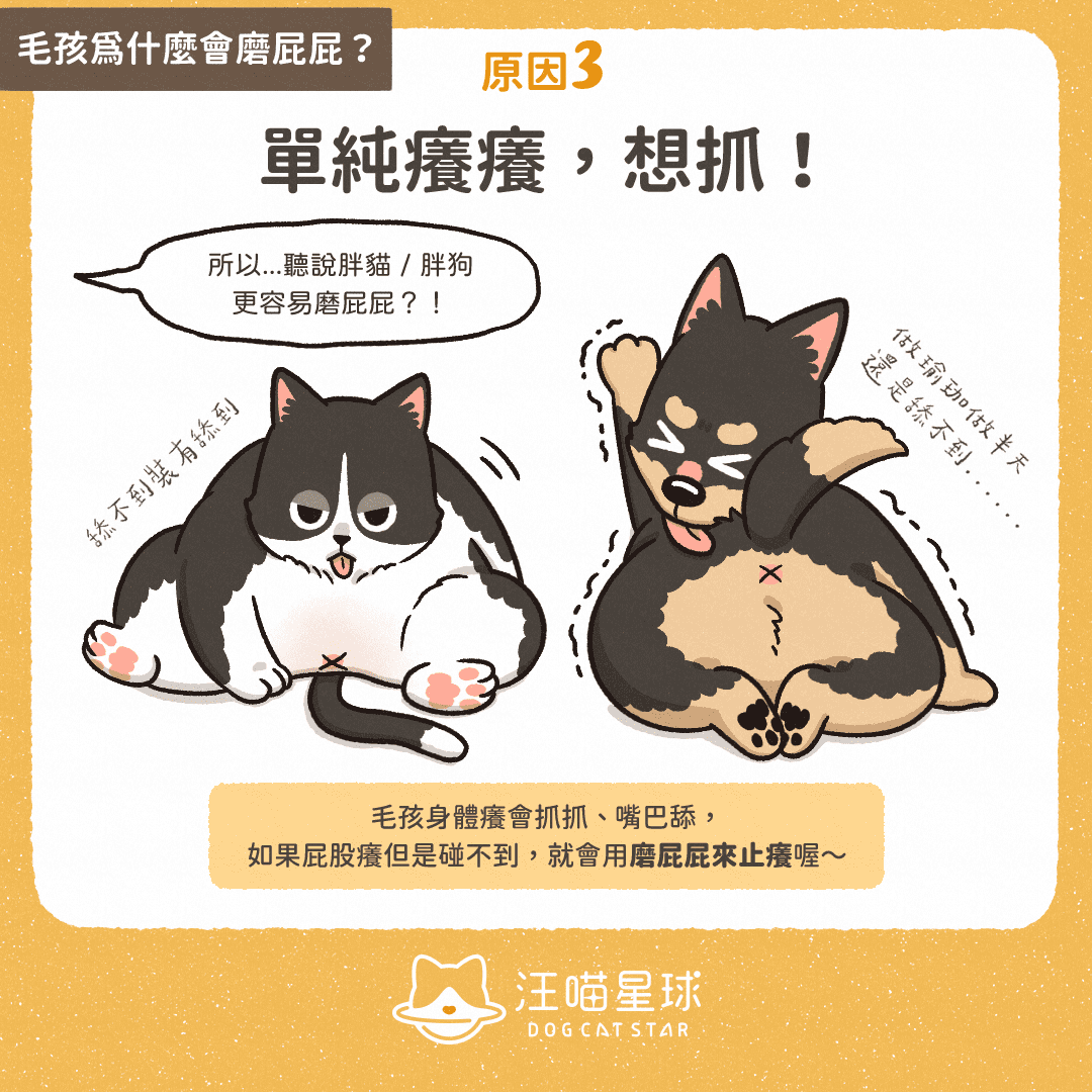 犬貓冷知識 毛孩為什麼會磨屁屁 汪喵星球