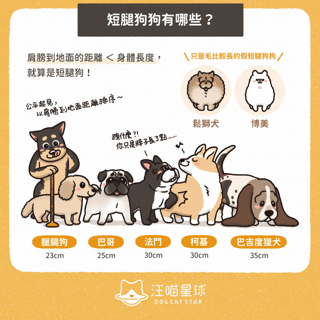 汪喵冷知識 短腿狗狗大集合 原來還有假短腿 汪喵星球