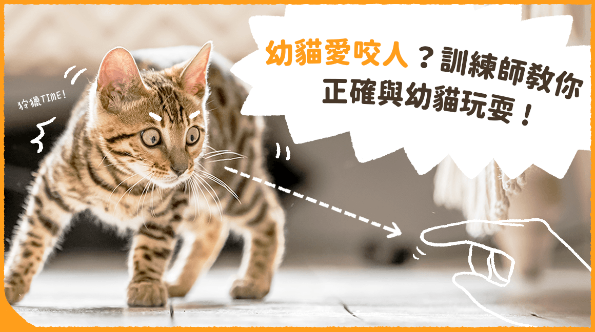 毛孩行為訓練教室 幼貓精力旺盛 愛咬人 專業訓練師教你如何正確與幼貓玩耍 汪喵星球