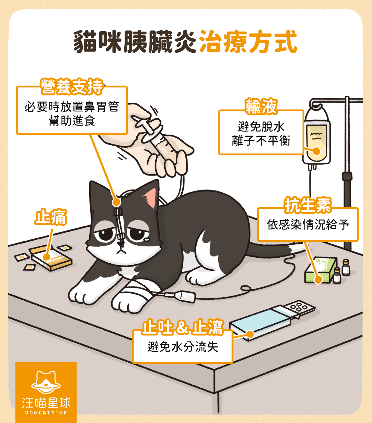 貓咪嘔吐 拉肚子只是腸胃炎 小心常被忽略的貓咪胰臟炎