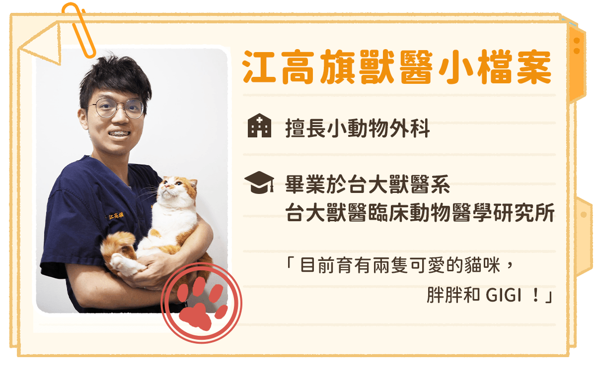 老貓活力、食慾變好？ 貓咪甲狀腺亢進的症狀及照護指南 汪喵星球