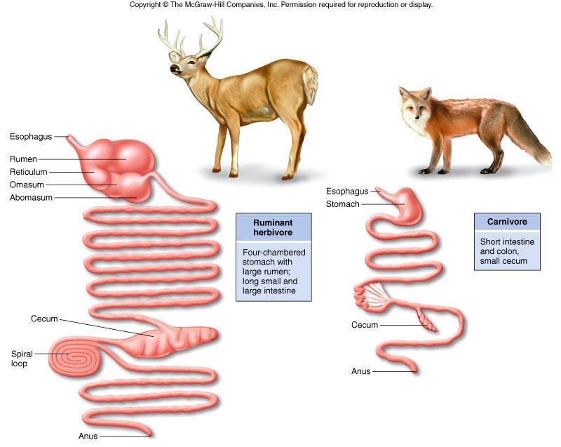 飲食營養篇 貓是雜食動物還是肉食動物 如何以其生理構造證明 汪喵星球